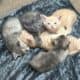 3 kittens up for adoption