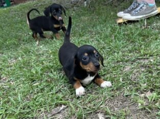 Dachshund Chihuahua mix 70/30
