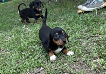 Dachshund Chihuahua mix 70/30