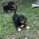 Dachshund Chihuahua mix 70/30