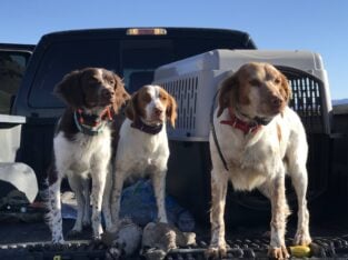 Upcoming American Brittany litter