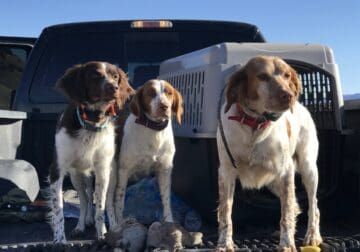 Upcoming American Brittany litter