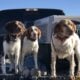 Upcoming American Brittany litter