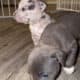 American Bully Puppies for sale