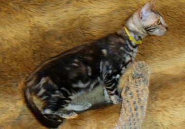 READY! MALE SILVER MARBLE BENGAL KITTEN