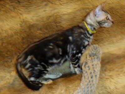 READY! MALE SILVER MARBLE BENGAL KITTEN