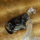 READY! MALE SILVER MARBLE BENGAL KITTEN