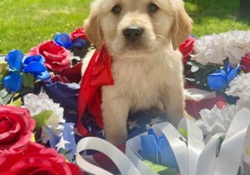 AKC Golden Retriever red