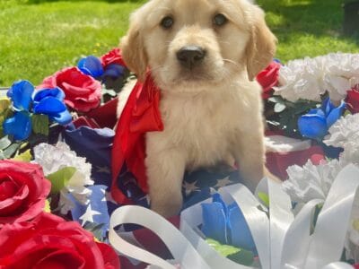 AKC Golden Retriever red