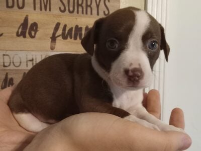 Female Terrier Dachshund Mix Puppies