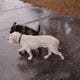 LITTER OF NEWBORN PUREBRED PITTBULL PUPPIES!!
