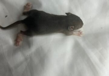 Rat pups