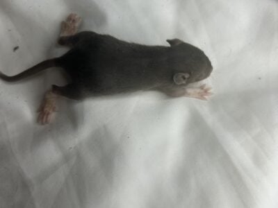 Rat pups