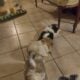Japanese Chin puppies for sale