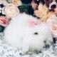 Full European Teddywidder babies