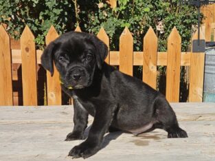 BLACK BRINDLE CANE CORSO MALE