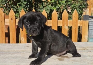 BLACK BRINDLE CANE CORSO MALE