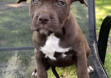 American Bully puppy 4 sale