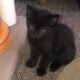 BobTail kittens