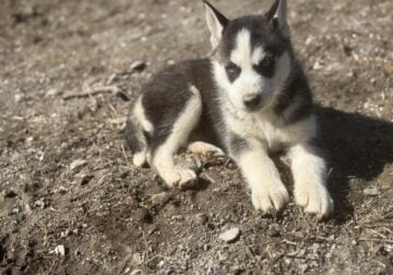 Male husky puppy