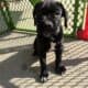 Nyx – Italian Mastiff