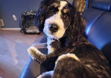 Bernadoodle female 2 years old