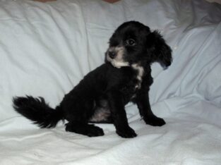 Nike- MaltiPoo male, non-shedding, very smart