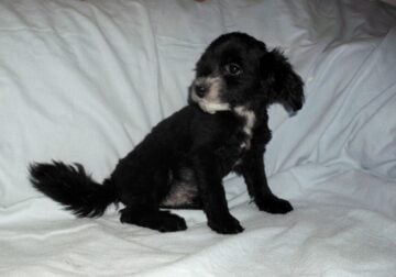 Nike- MaltiPoo male, non-shedding, very smart