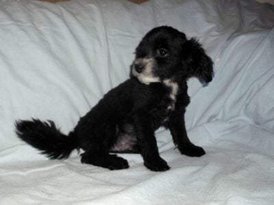 Nike- MaltiPoo male, non-shedding, very smart