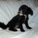 Nike- MaltiPoo male, non-shedding, very smart