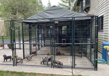 Weimaraner Puppies for sale