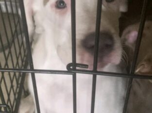 Puppy in need of a home
