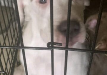 Puppy in need of a home
