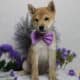 AKC Shiba Inu Curly
