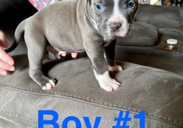 Bully puppies