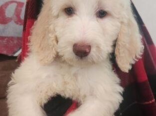 CKC GOLDENDOODLE PUPPIES