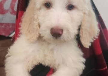 CKC GOLDENDOODLE PUPPIES