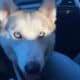 Blue Eyed Female Siberian Husky