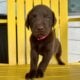 LABrador Retriever Puppies AKC Registered