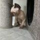 Canadian Sphinx