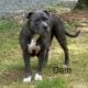 ABKC American Bully XL Puppies