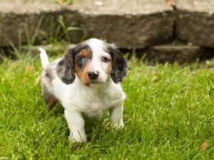 AKC Mini dachshund male puppy in Indiana (Oden)