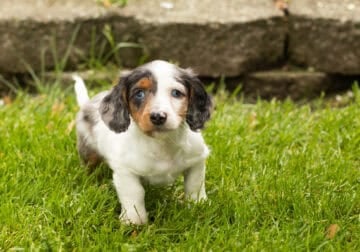 AKC Mini dachshund male puppy in Indiana (Oden)