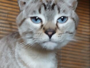 Bengal siamese mix