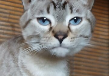 Bengal siamese mix