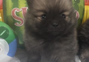 Precious Poms