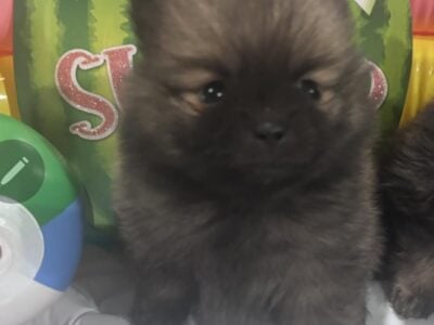 Precious Poms