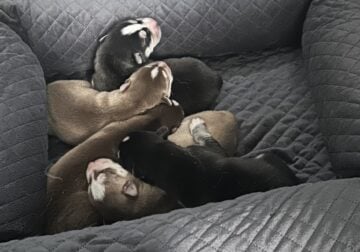 Husky puppies