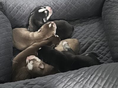 Free Husky puppies