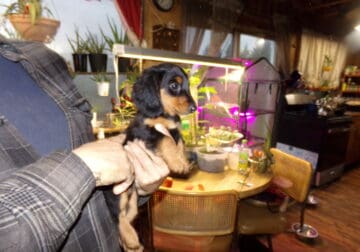 miniature dachshunds